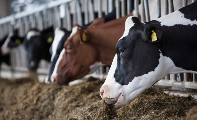  30.000 familias pequeños productores de leche afectados por bloqueos