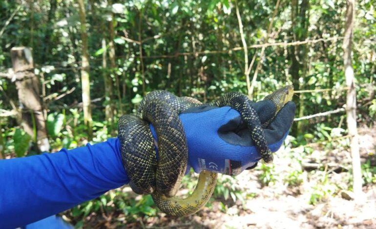  Secretaría de Ambiente liberó 15 animales silvestres en San Martín – Meta